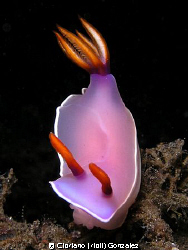 Glowing!! by Cipriano (ripli) Gonzalez 
